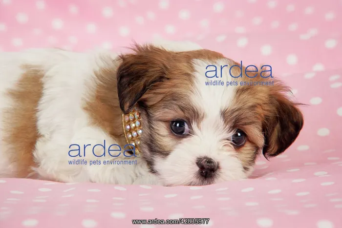  : Dog. Teddy bear puppy on pink background