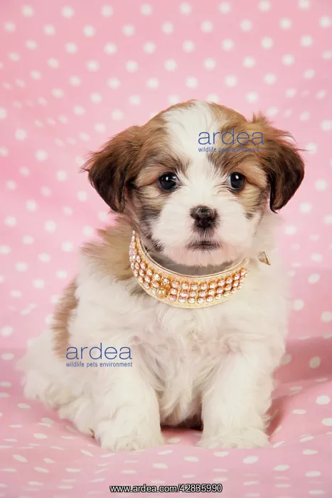  : Dog. Teddy bear puppy on pink background