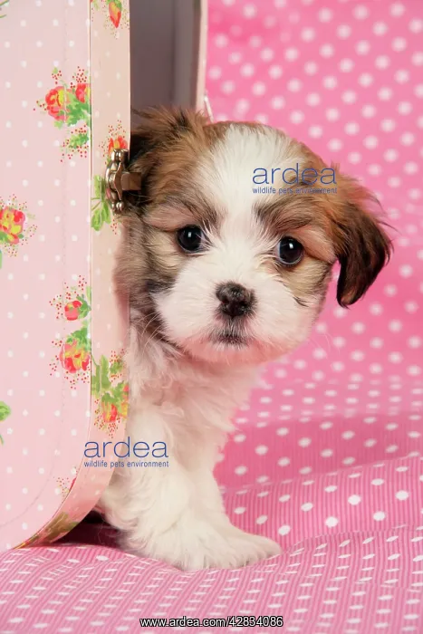  : Dog. Teddy bear puppy in pink suitcase