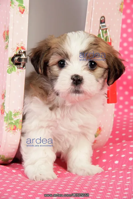  : Dog. Teddy bear puppy in pink suitcase