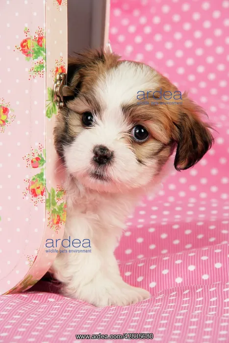  : Dog. Teddy bear puppy in pink suitcase