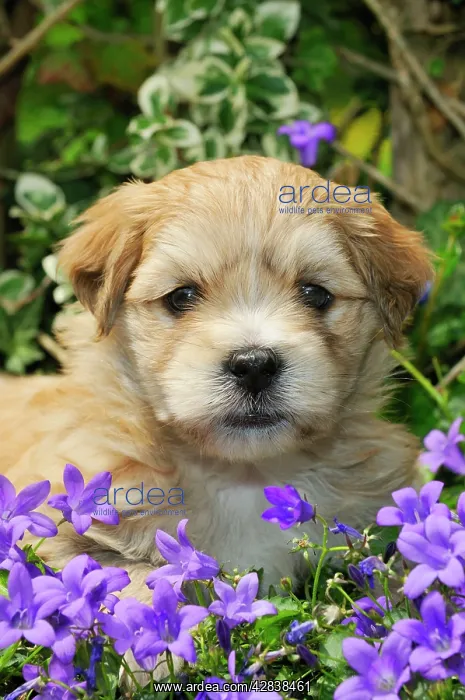 : Dog. Teddy bear puppy sitting in purple flowers : Dog. Teddy bear puppy sitting in purple flowers