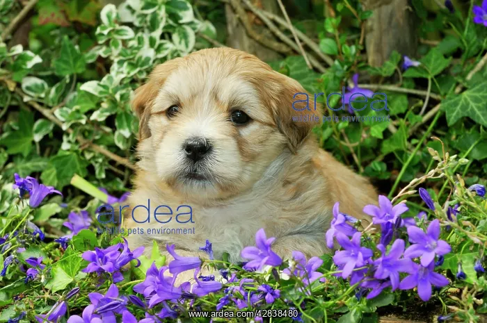 : Dog. Teddy bear puppy sitting in purple flowers : Dog. Teddy bear puppy sitting in purple flowers