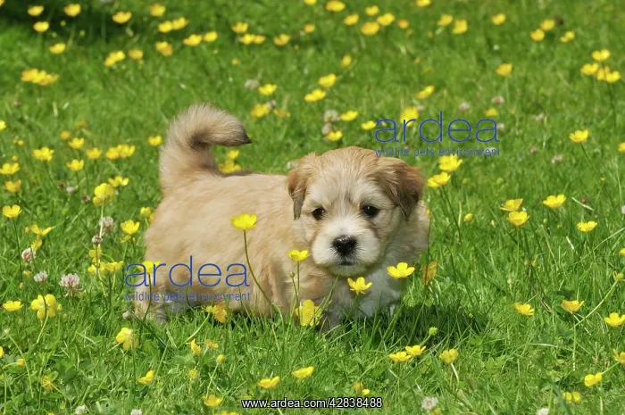 : Dog. Teddy bear puppy standing on grass : Dog. Teddy bear puppy standing on grass