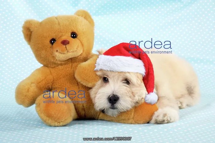 : Dog. Teddy dog wearing Christmas hat with teddy bear : Dog. Teddy dog wearing Christmas hat with teddy bear