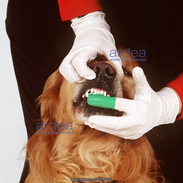 : DOG - TEETH CLEANING : DOG - TEETH CLEANING