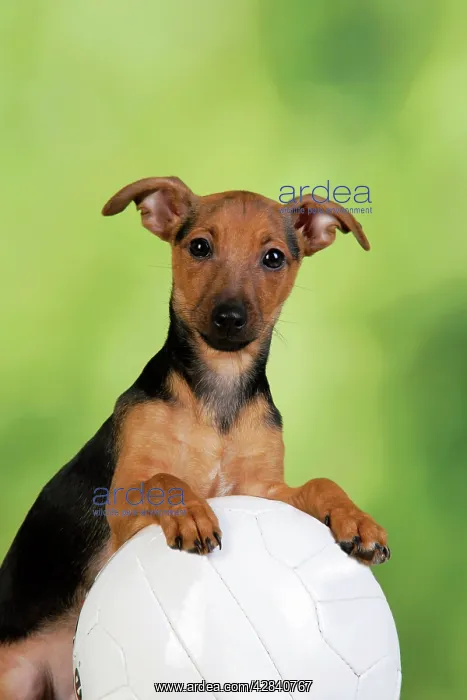  : Dog. Terrier X with football