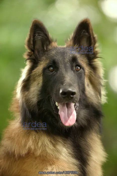 : Dog - Tervueren / Belgian Shepherd Dog / Belgian Tervueren : Dog - Tervueren / Belgian Shepherd Dog / Belgian Tervueren
