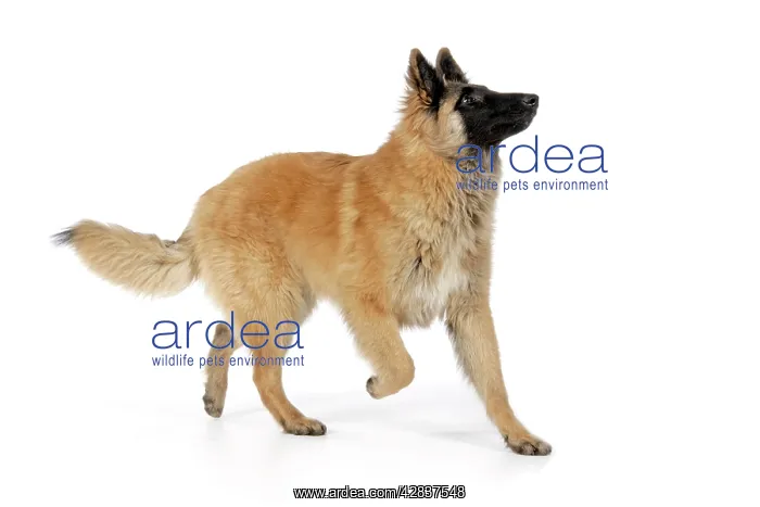  : DOG. Tervuren