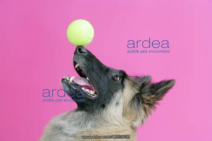  : DOG. Tervuren, balancing ball on nose