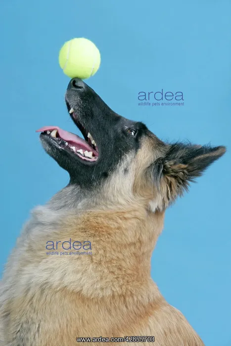  : DOG. Tervuren, balancing ball on nose