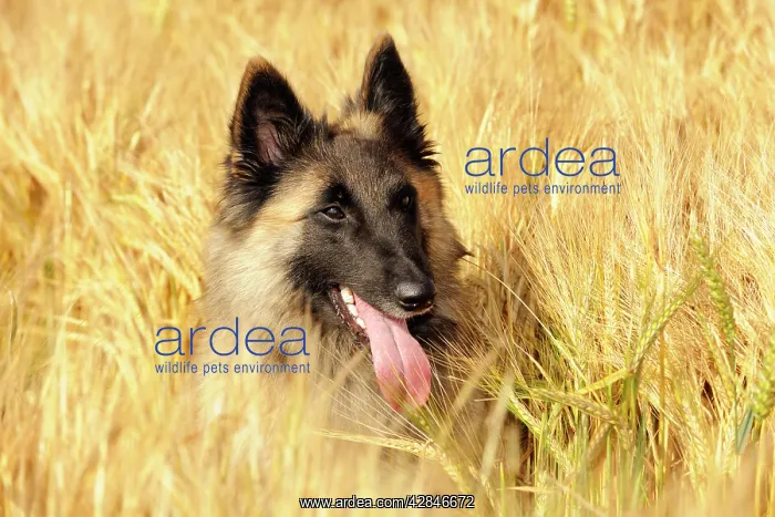  : Dog. Tervuren Belgian Shepherd dog in field