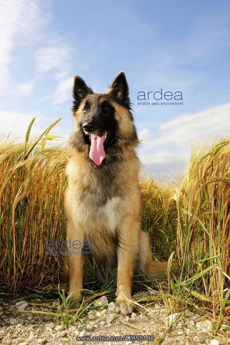  : Dog. Tervuren Belgian Shepherd dog in field
