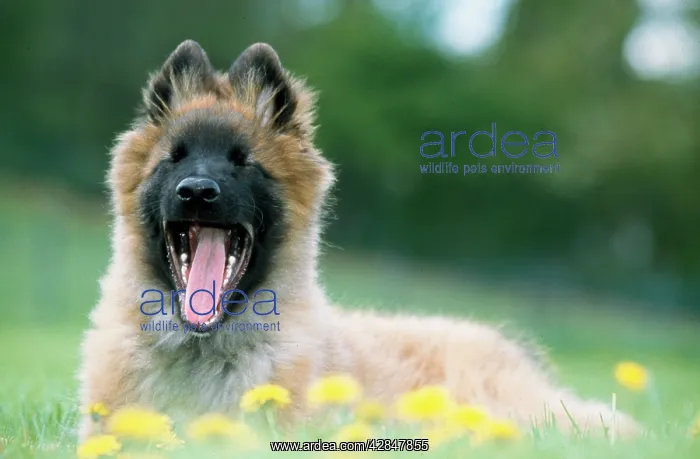 : DOG - Tervuren / Belgian Teruren / Chien de Berger : DOG - Tervuren / Belgian Teruren / Chien de Berger