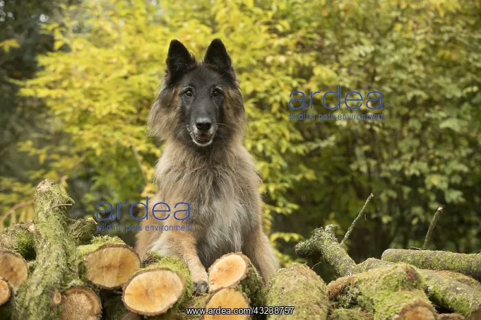 : DOG. Tervuren ( Belgium shepherd ) with log pile, autumn : DOG. Tervuren ( Belgium shepherd ) with log pile, autumn