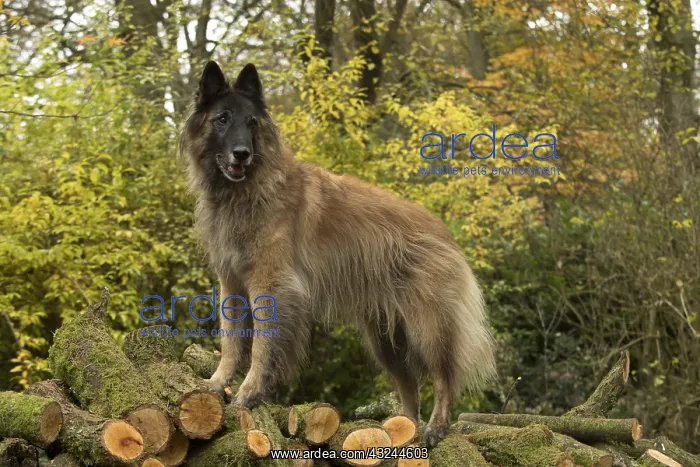 : DOG. Tervuren ( Belgium shepherd ) with log pile, autumn : DOG. Tervuren ( Belgium shepherd ) with log pile, autumn