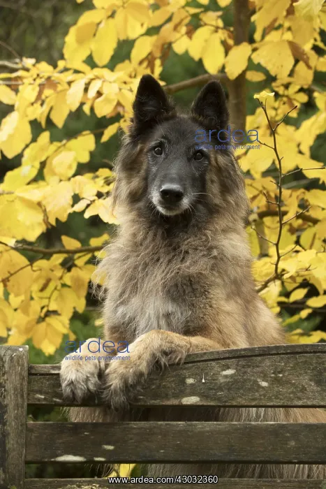 : DOG. Tervuren ( Belgium shepherd ) paws over bench, autumn : DOG. Tervuren ( Belgium shepherd ) paws over bench, autumn