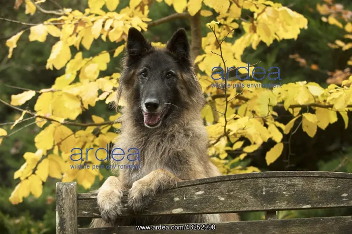: DOG. Tervuren ( Belgium shepherd ) paws over bench, autumn : DOG. Tervuren ( Belgium shepherd ) paws over bench, autumn