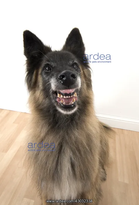  : DOG. Tervuren ( Belgium shepherd ) selfie