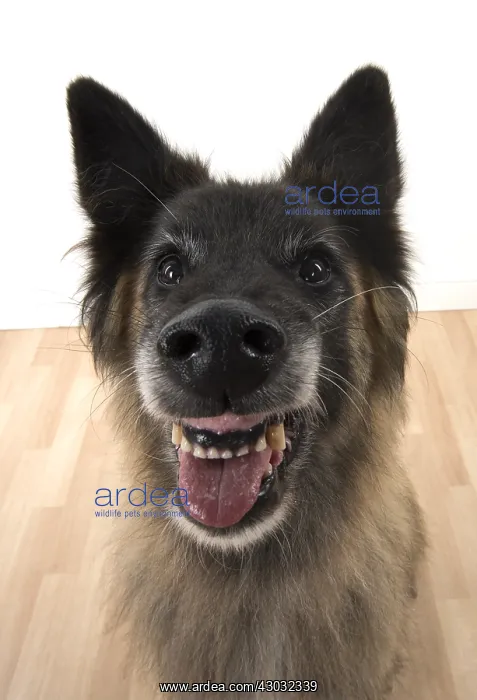  : DOG. Tervuren ( Belgium shepherd ) selfie