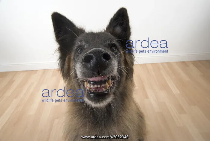  : DOG. Tervuren ( Belgium shepherd ) selfie
