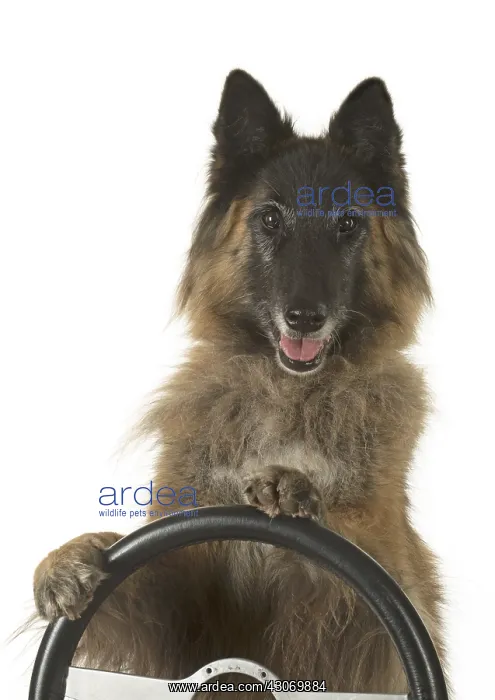 : DOG. Tervuren ( Belgium shepherd ) studio, paws : DOG. Tervuren ( Belgium shepherd ) studio, paws