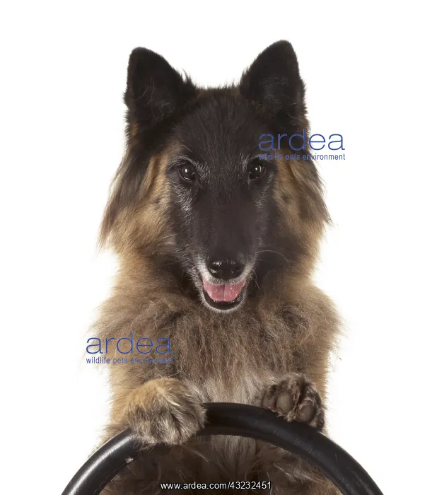 : DOG. Tervuren ( Belgium shepherd ) studio, paws : DOG. Tervuren ( Belgium shepherd ) studio, paws