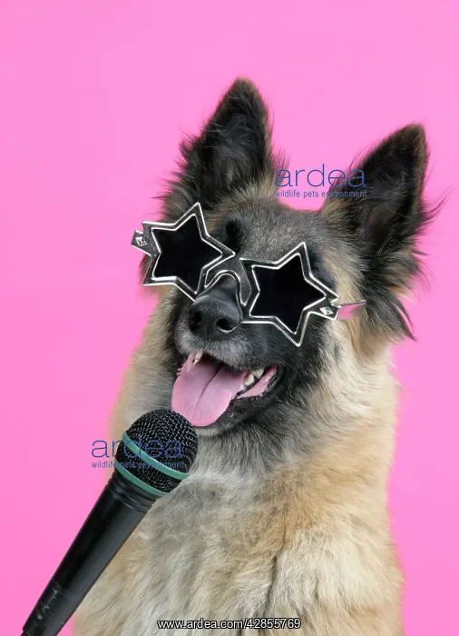 : DOG. Tervuren, with microphone & glasses : DOG. Tervuren, with microphone & glasses