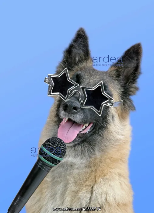 : Dog - Tervuren with microphone & star shaped sunglasses : Dog - Tervuren with microphone & star shaped sunglasses