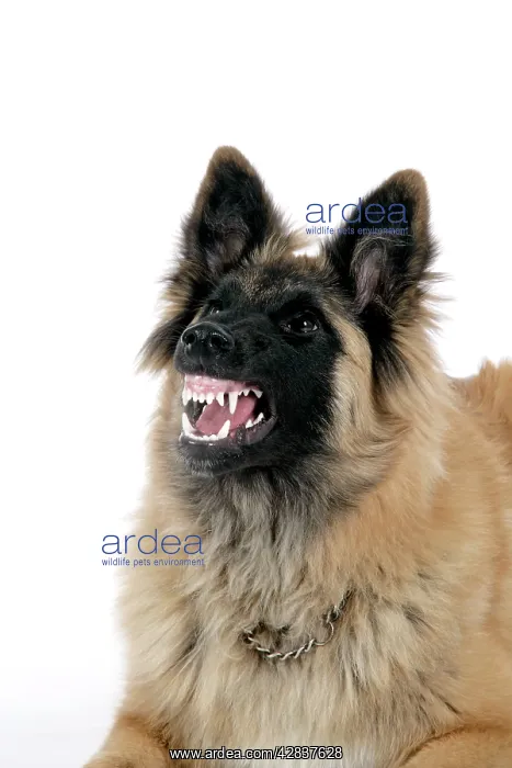  : DOG. Tervuren - with mouth open, showing teeth