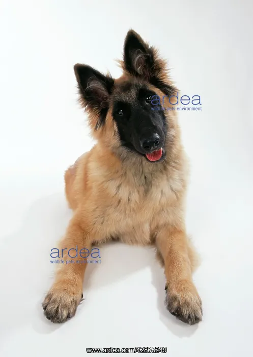 : DOG - Tervuren puppy, facing. Alert with ears raised : DOG - Tervuren puppy, facing. Alert with ears raised
