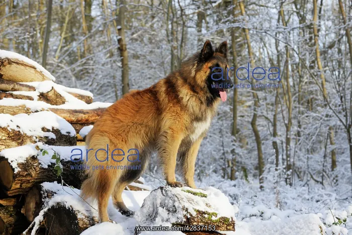 : DOG. Tervuren standing on snow covered logs : DOG. Tervuren standing on snow covered logs