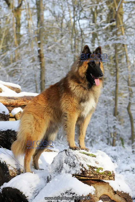 : DOG. Tervuren standing on snow covered logs : DOG. Tervuren standing on snow covered logs