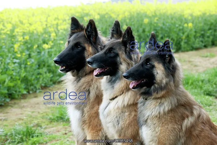  : DOG - Tervurens sitting together in field of oil seed rape