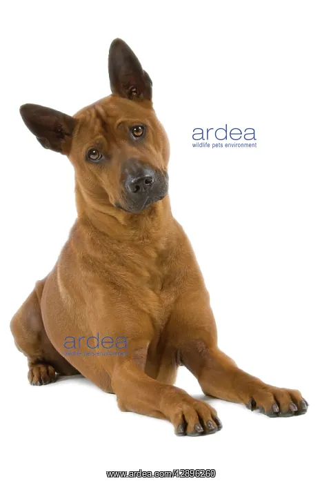  : Dog - Thai Ridgeback
