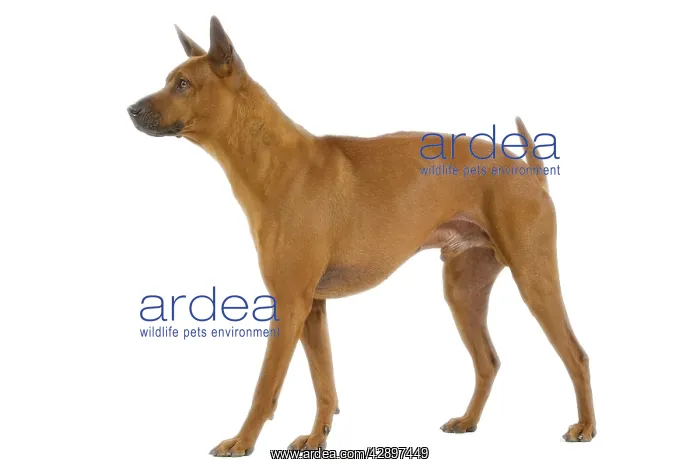  : Dog - Thai Ridgeback