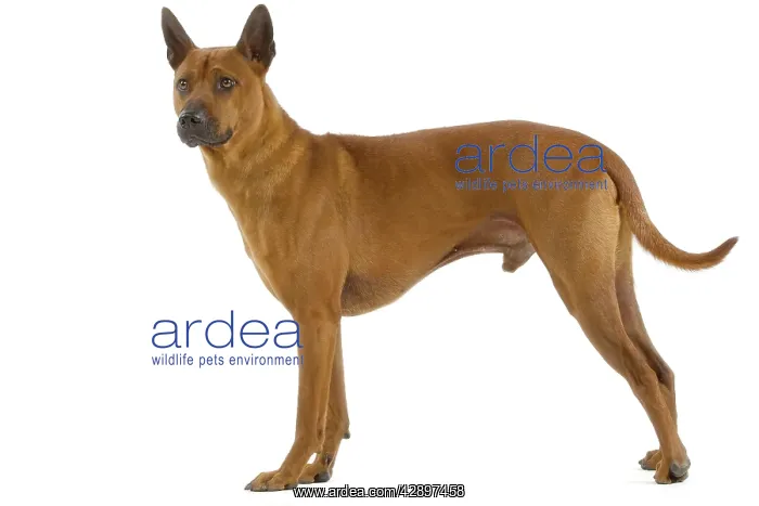  : Dog - Thai Ridgeback