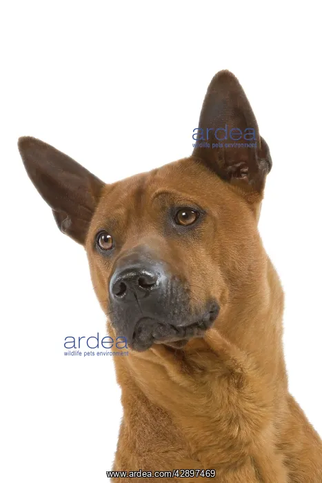  : Dog - Thai Ridgeback