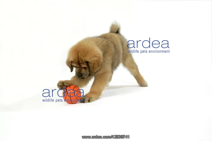  : Dog - Tibetan Mastiff 10 wk old puppy playing with ball