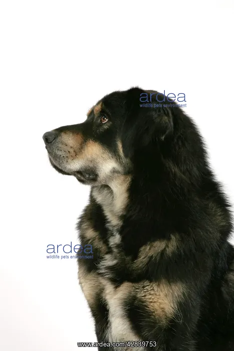 : Dog - Tibetan Mastiff : Dog - Tibetan Mastiff