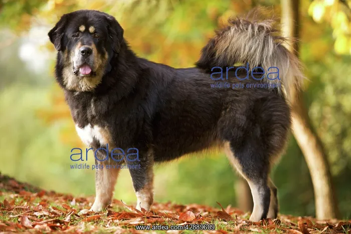  : Dog - Tibetan mastiff