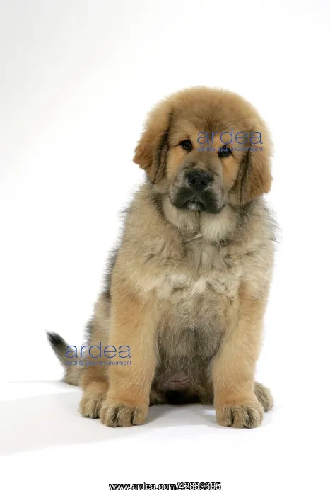 : Dog - Tibetan mastiff puppy 10 wks old : Dog - Tibetan mastiff puppy 10 wks old
