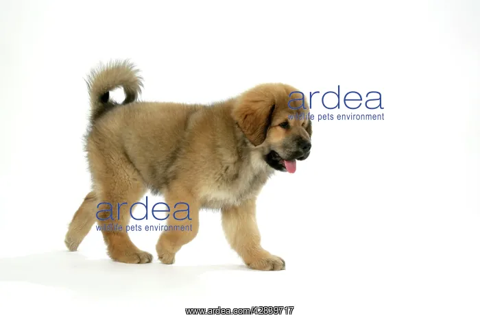 : Dog - Tibetan mastiff puppy 10 wks old : Dog - Tibetan mastiff puppy 10 wks old