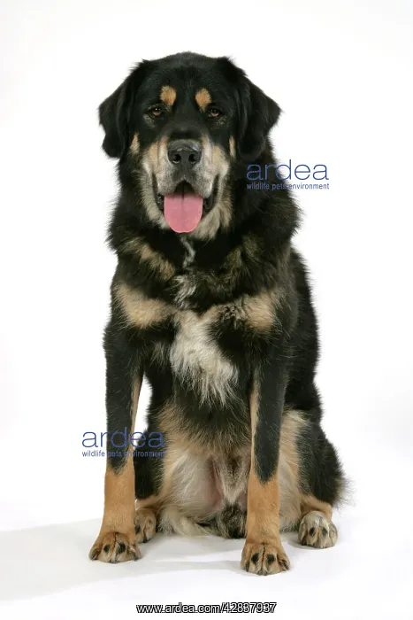 : Dog - Tibetan Mastiff sitting down : Dog - Tibetan Mastiff sitting down