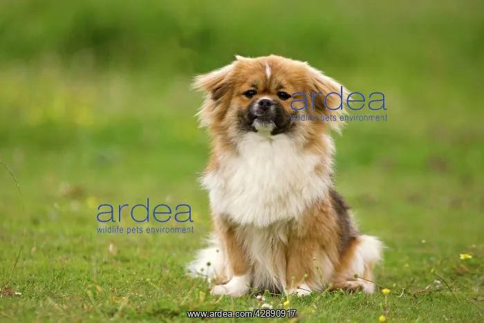  : Dog - Tibetan Spaniel