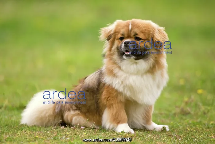  : Dog - Tibetan Spaniel