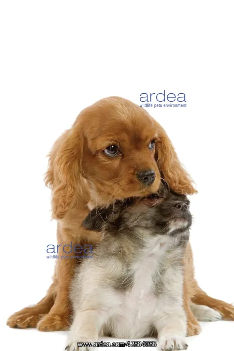 : Dog - Tibetan Spaniel & Cavalier King Charles Spaniel : Dog - Tibetan Spaniel & Cavalier King Charles Spaniel