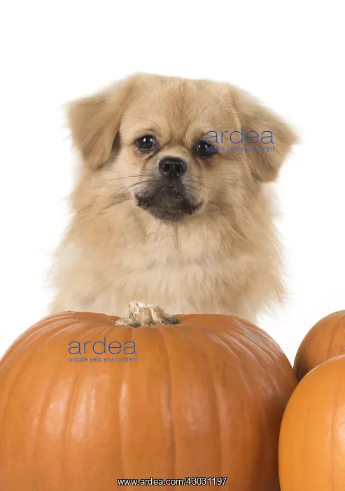 : DOG. Tibetan Spaniel with Pumpkins : DOG. Tibetan Spaniel with Pumpkins