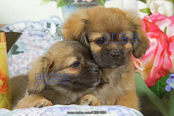  : Dog - Tibetan spaniel puppies