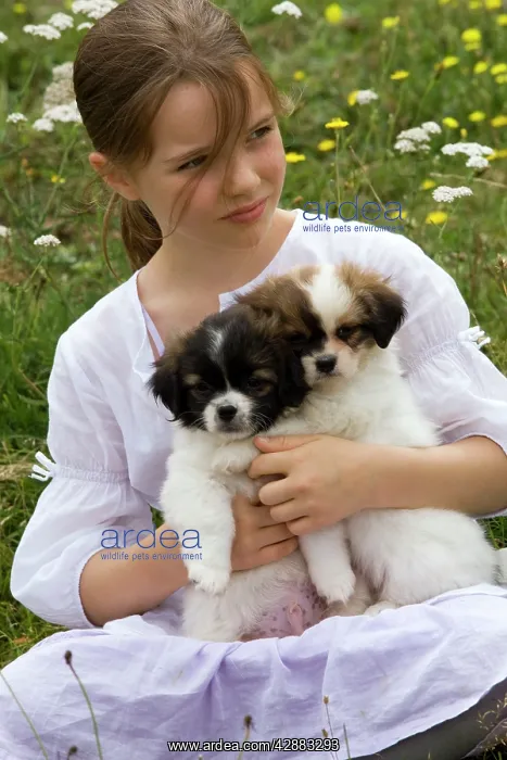 : Dog - Tibetan Spaniel puppies - 8 weeks old - being : Dog - Tibetan Spaniel puppies - 8 weeks old - being